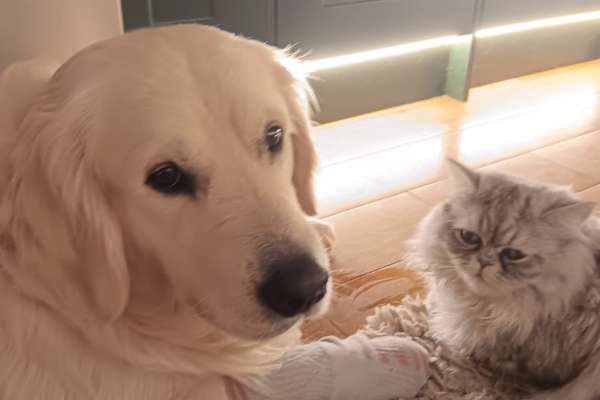 House sit in Canterbury, United Kingdom