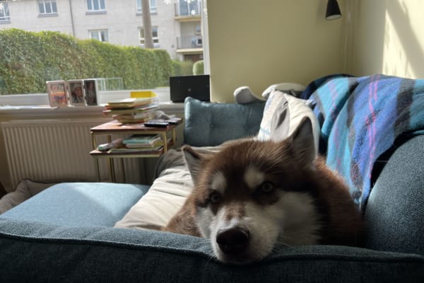 House sit in Edinburgh, United Kingdom