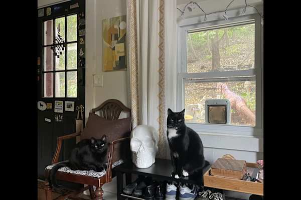 House sit in Portland, ME, US