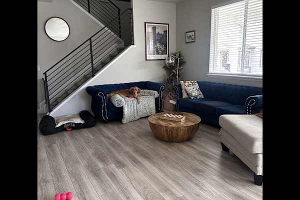 House sit in Castle Rock, CO, US