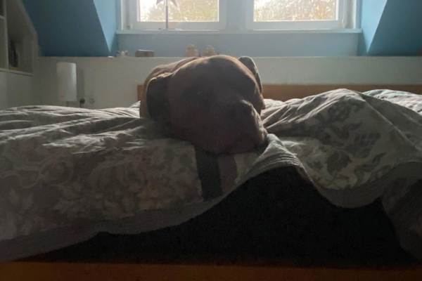 House sit in Bergen auf Rügen, Germany