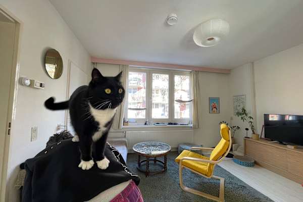 House sit in Amsterdam, Netherlands