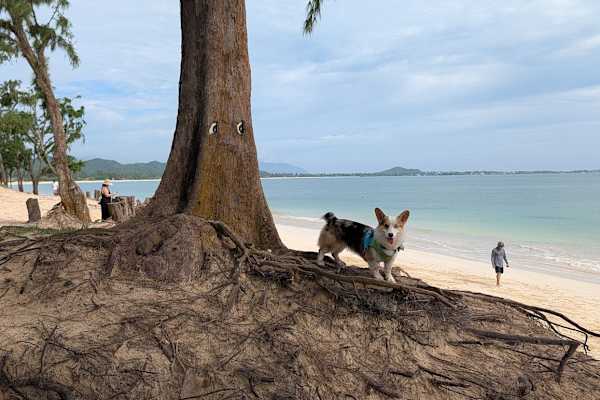 House sit in Kailua, HI, US