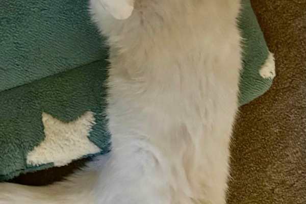 House sit in Wimbledon Park, United Kingdom