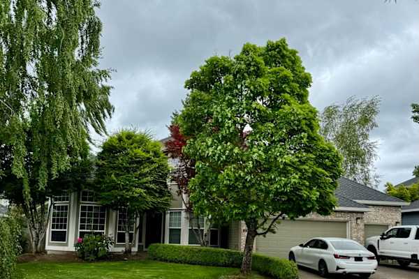 House sit in Bethany, OR, US