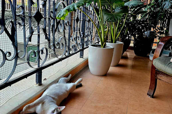 House sit in Phnom Penh, Cambodia