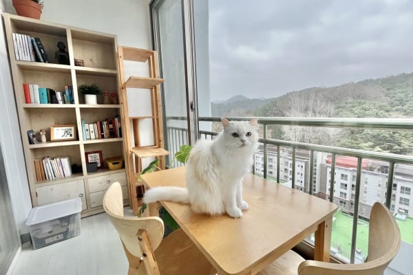 House sit in Gwangju, South Korea