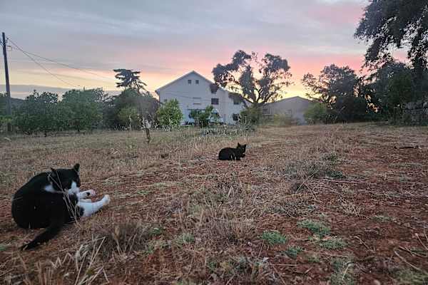 House sit in Tomar, Portugal
