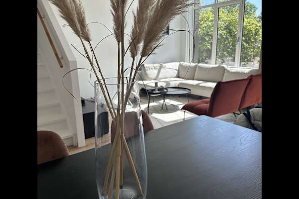 House sit in Amsterdam, Netherlands