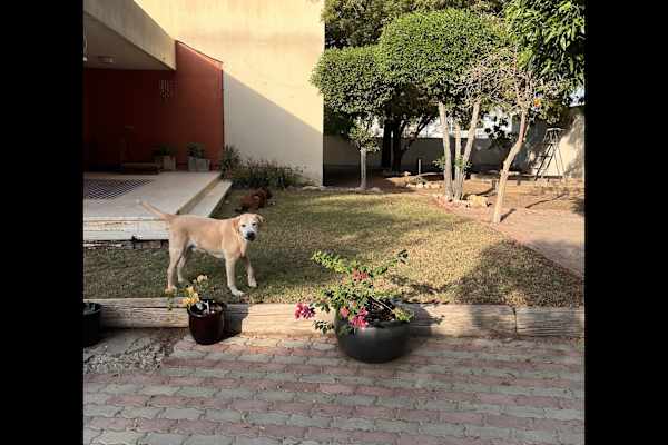 House sit in Muscat, Oman