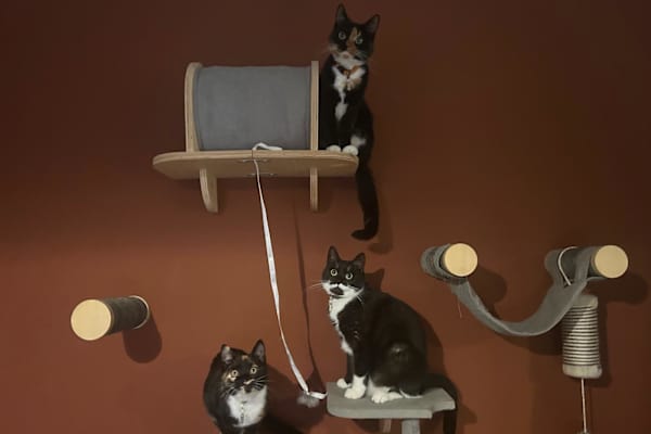 House sit in Rotterdam, Netherlands