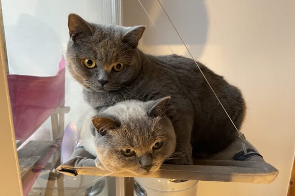 House sit in Munich, Germany