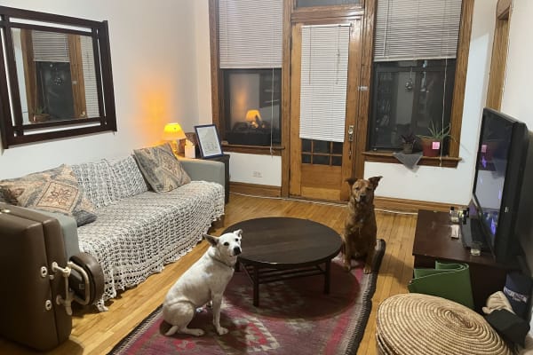 House sit in Chicago, IL, US