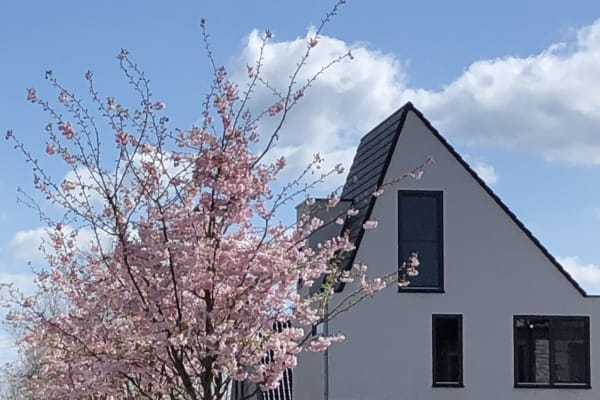 House sit in Amsterdam, Netherlands