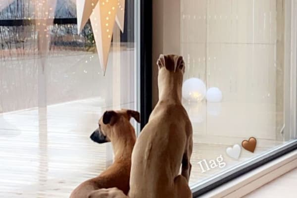 House sit in Trondheim, Norway