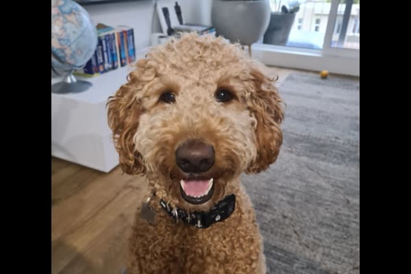 House sit in Melbourne, VIC, Australia