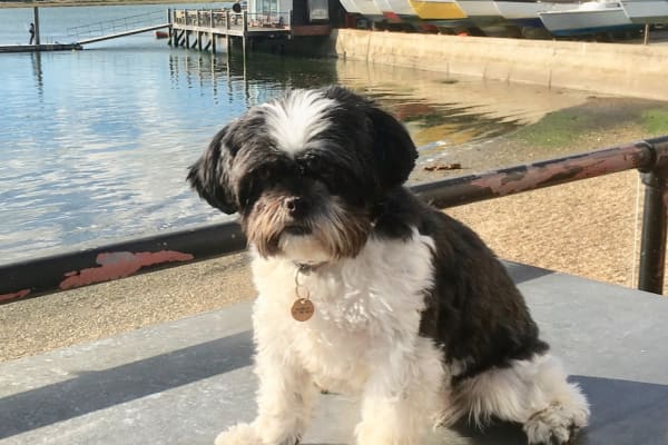 House sit in Fernhurst, United Kingdom