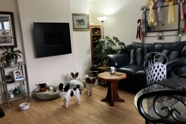 House sit in Hinckley, United Kingdom