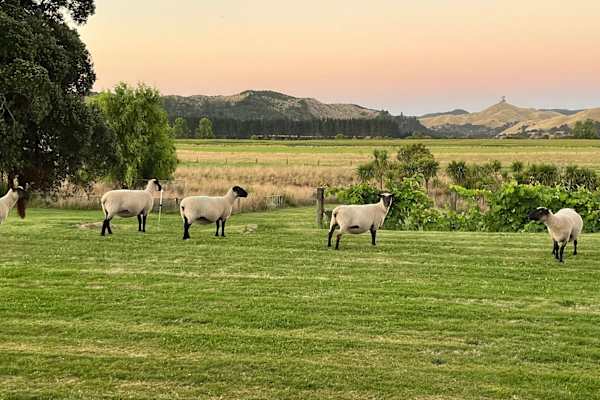 House sit in Hastings, New Zealand