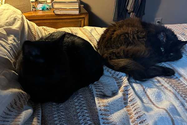 House sit in Long Beach, CA, US
