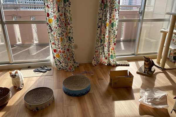 House sit in Kobe, Japan