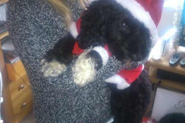 House sit in York, United Kingdom