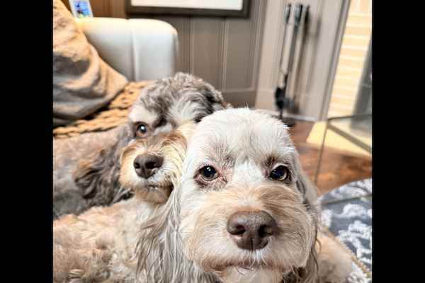 House sit in Rothesay, NB, Canada