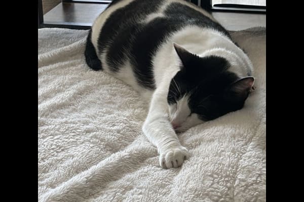 House sit in La Jolla, CA, US