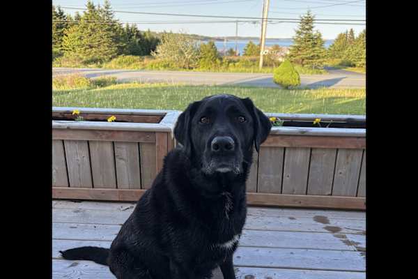 House sit in Eastern Passage, NS, Canada
