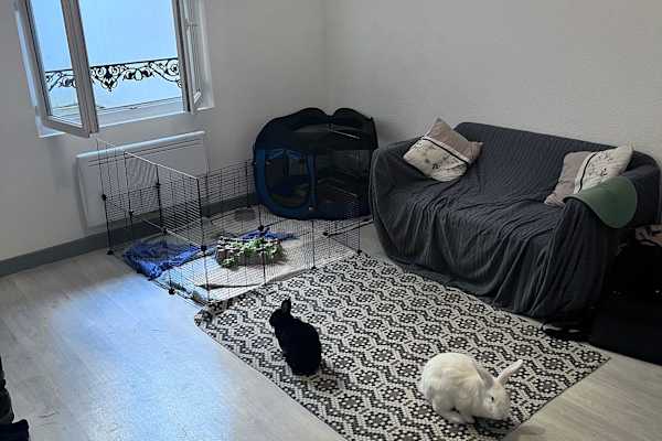 House sit in Limoges, France