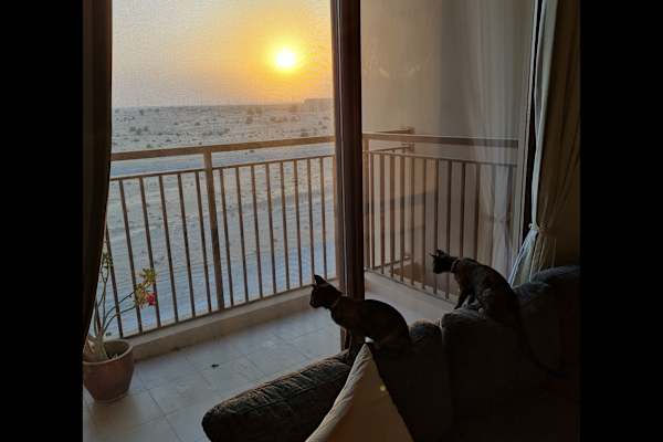House sit in Dubai, United Arab Emirates