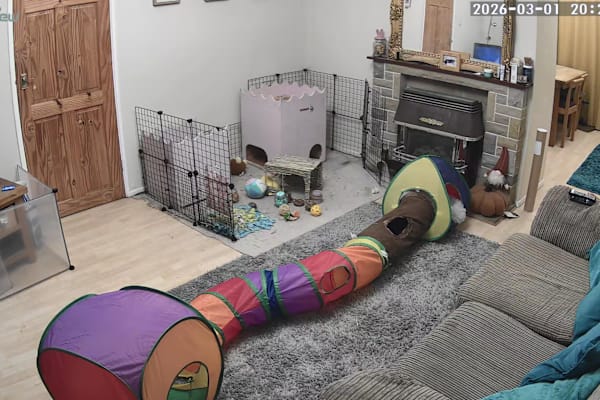 House sit in Macclesfield, United Kingdom