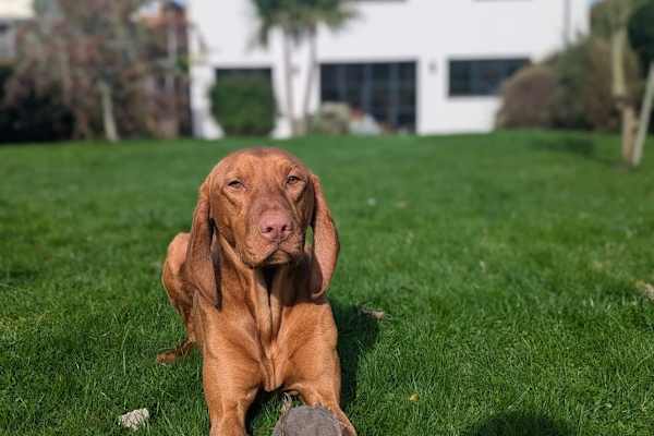 House sit in Nottingham, United Kingdom