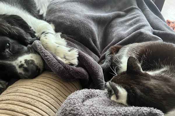 House sit in Trim, Ireland