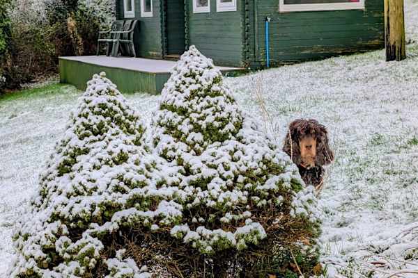 House sit in Fishguard, United Kingdom