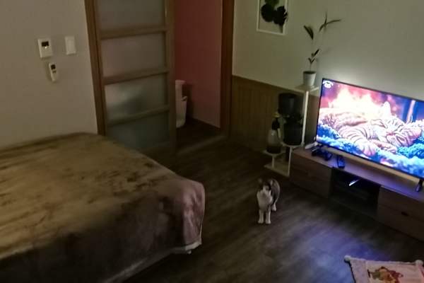 House sit in Daegu, South Korea