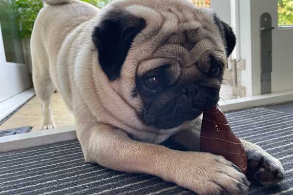 House sit in Strathkinness, United Kingdom