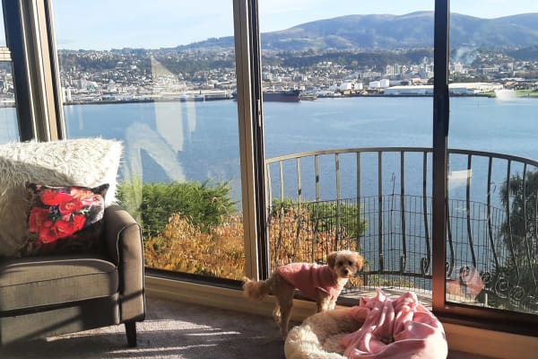 House sit in Dunedin, New Zealand