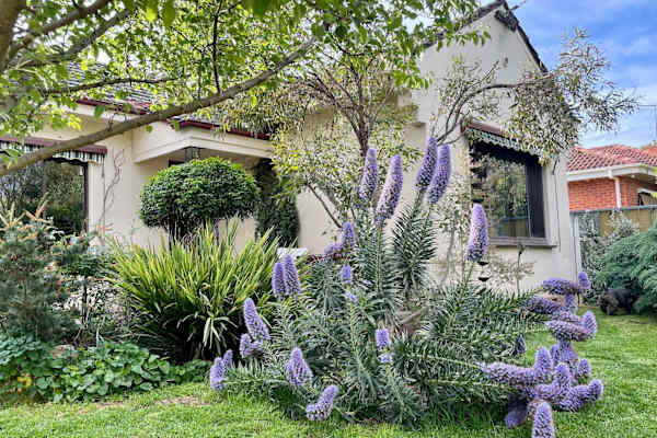 House sit in Wangaratta, VIC, Australia