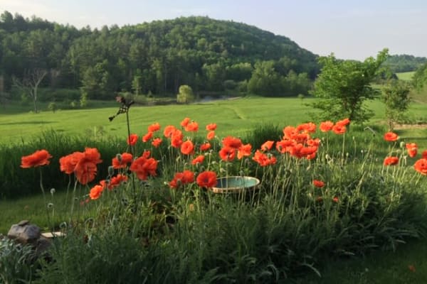 House sit in Burlington, VT, US
