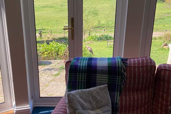 House sit in Newbury, United Kingdom