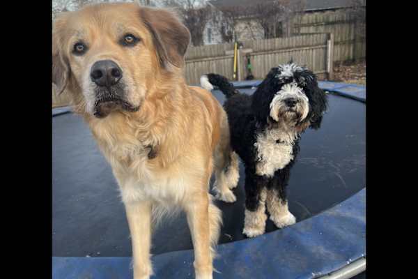 House sit in Geneva, IL, US