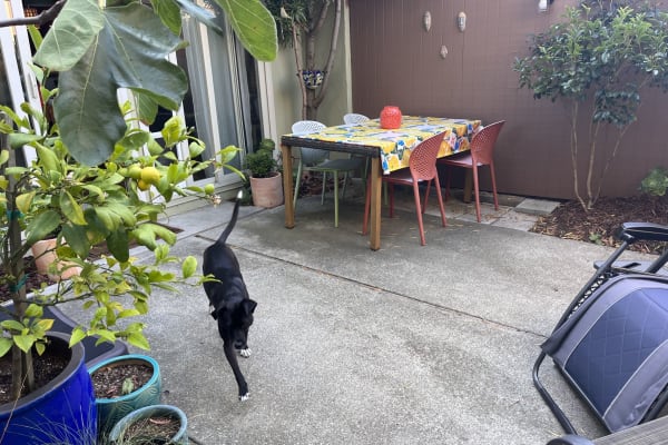 House sit in Alameda, CA, US