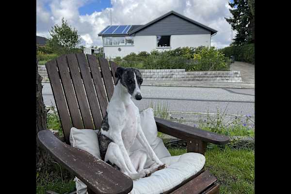 House sit in Århus, Denmark