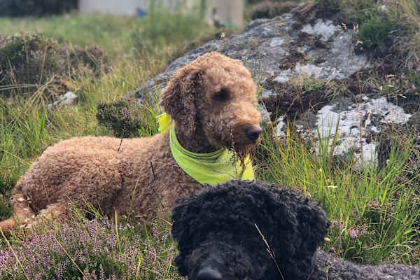 House sit in Belvedere, United Kingdom