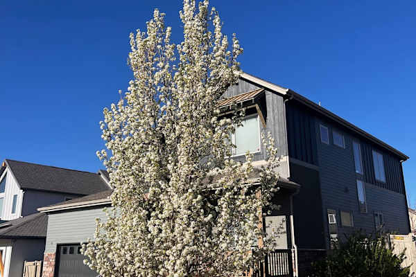 House sit in Louisville, CO, US