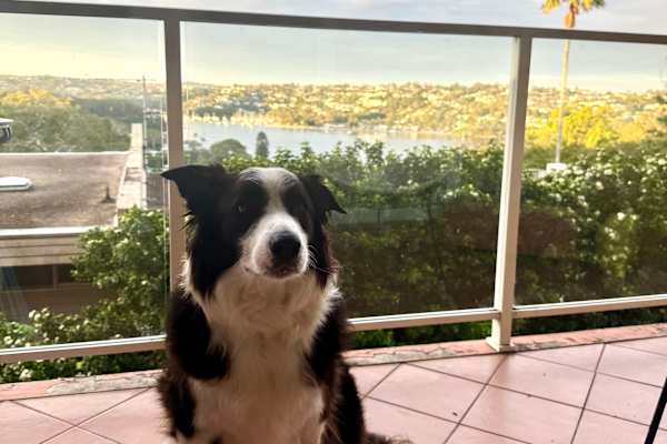 House sit in Sydney, NSW, Australia