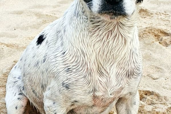 House sit in Gweek, United Kingdom