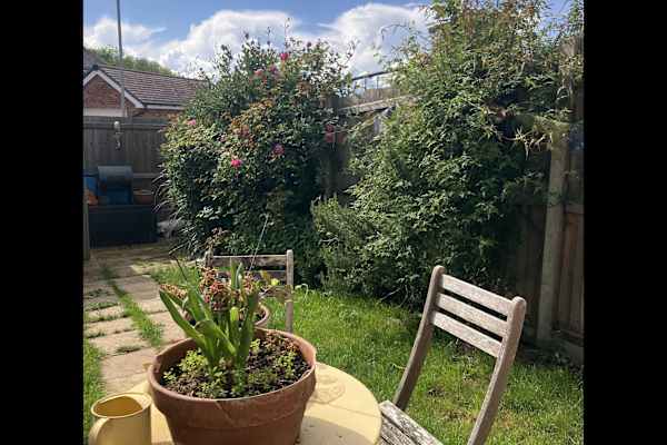 House sit in Harlow, United Kingdom