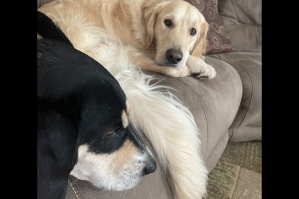 House sit in Indian Trail, NC, US